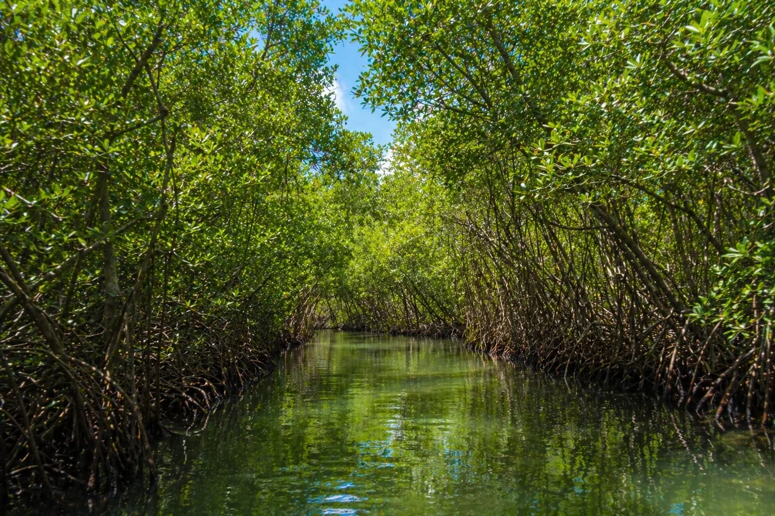 Mangrove Guadeloupe