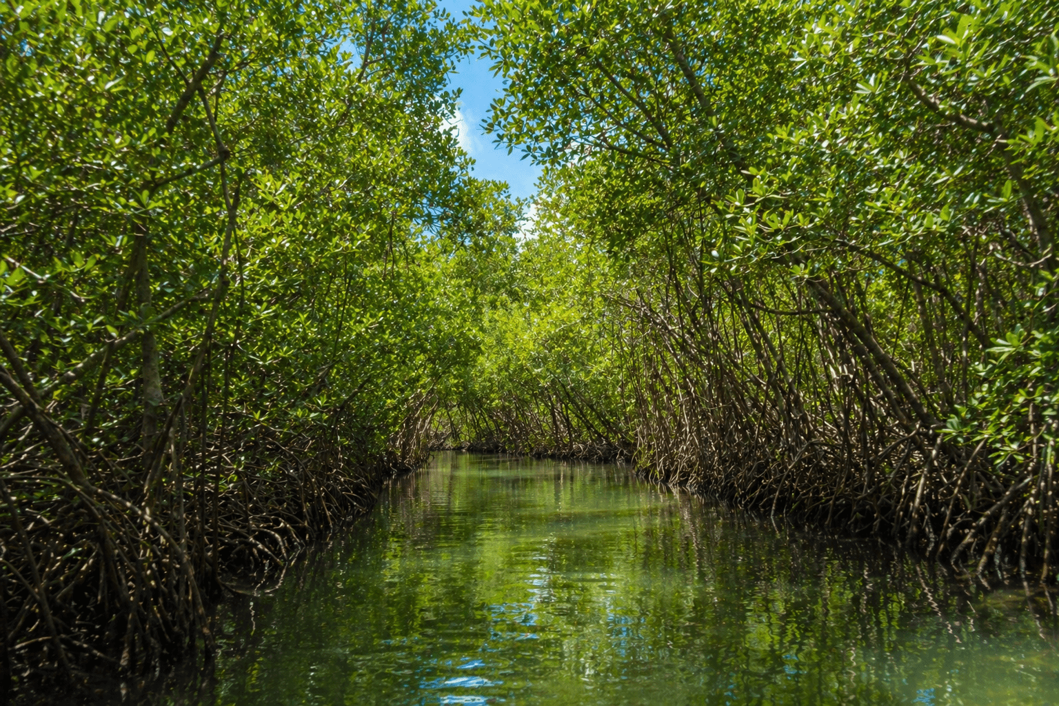 Mangrove Guadeloupe